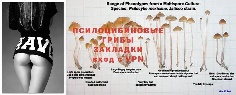 Псилоцибиновые грибы Magic Shrooms  Полысаево 